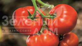 Насіння томатів Нікі Зел F1 / Niki Zel F1,60-70 днів купити оптом і в роздріб в Україні за вигідною ціною