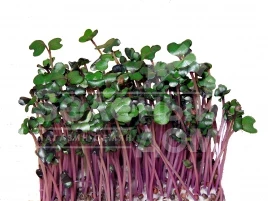 Семена микрогрин Микрогрин Капуста краснокочанная / Microgreen Cabbage red купить оптом и в розницу в Украине по выгодной цене