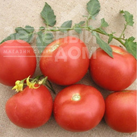 Насіння томатів Парто F1 / Parto F1,100-120 днів купити оптом і в роздріб в Україні за вигідною ціною