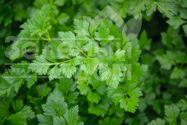 Насіння петрушки Ріалто / Rialto купити оптом і в роздріб в Україні за вигідною ціною