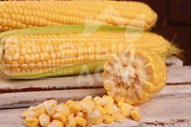 Насіння кукурудзи Канзас F1 / Kanzas F1, 65-68 днів купити оптом і в роздріб в Україні за вигідною ціною