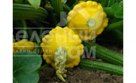 Насіння патисону Сансеанс F1 / Sunsience F1,40-45 днів купити оптом і в роздріб в Україні за вигідною ціною