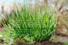 Лук на перо Прага / Praga,40-50 дней купить оптом и в розницу в Украине по выгодной цене