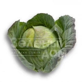 Семена капусты белокочанной Селма F1 / Selma F1,100-110 дней купить оптом и в розницу в Украине по выгодной цене