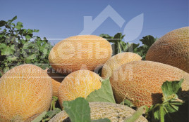 Насіння дині Амал F1 / Amal F1,65-70 днів купити оптом і в роздріб в Україні за вигідною ціною