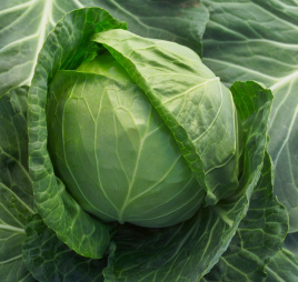Насіння капусти білокачанної Адема F1 / Adema F1,60-65 днів купити оптом і в роздріб в Україні за вигідною ціною