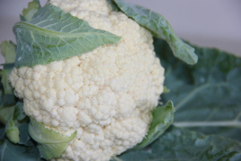 Насіння капусти цвітної Умка F1 / Umka F1, 50-60 днів купити оптом і в роздріб в Україні за вигідною ціною