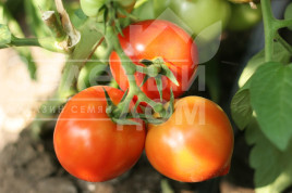 Насіння томатів Барон F1 / Baron F1, 93-97 днів купити оптом і в роздріб в Україні за вигідною ціною