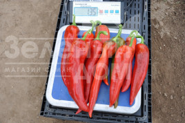 Насіння гіркого перцю Тандер F1 / Thunder F1,70-75 днів купити оптом і в роздріб в Україні за вигідною ціною