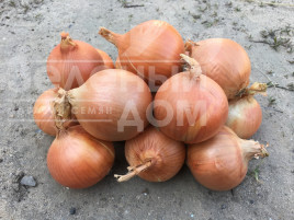 Цибуля ріпчаста Іроко F1 / Iroko F1 купити оптом і в роздріб в Україні за вигідною ціною