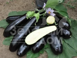 Семена баклажана Мадалена F1 / Madalena F1,90-105 дней купить оптом и в розницу в Украине по выгодной цене