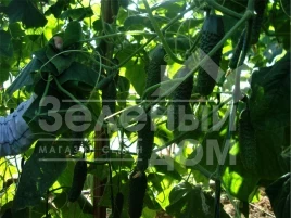 Семена огурцов Крато F1 / Krato F1 купить оптом и в розницу в Украине по выгодной цене