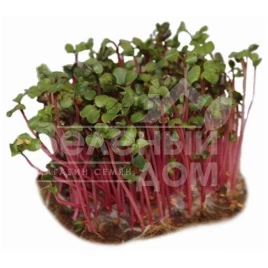 Семена микрогрин Микрогрин Редиска / Microgreen Radish купить оптом и в розницу в Украине по выгодной цене