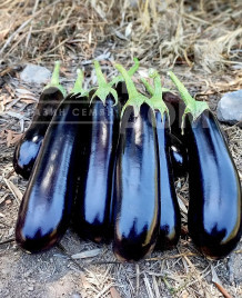 Насіння баклажанів Кардінал F1 / Kardinal F1,57-60 днів купити оптом і в роздріб в Україні за вигідною ціною