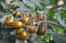 Насіння томату Кріспіна Плюм F1 / Crispina Plum F1, 101-105 днів купити оптом і в роздріб в Україні за вигідною ціною