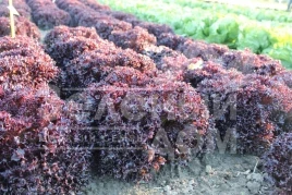 Семена салата Азирка / Azirka купить оптом и в розницу в Украине по выгодной цене