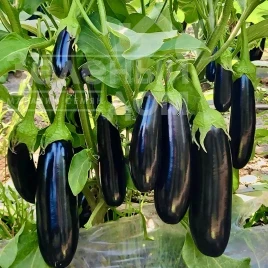 Семена баклажана Карадаг F1 / Karadag F1, 55-60 дней купить оптом и в розницу в Украине по выгодной цене