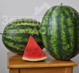 Насіння кавуна Місон F1 / Mison F1 купити оптом і в роздріб в Україні за вигідною ціною