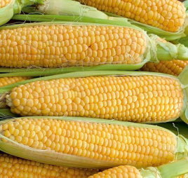 Насіння кукурудзи Мірус F1 / Mirus F1,75-78 днів купити оптом і в роздріб в Україні за вигідною ціною