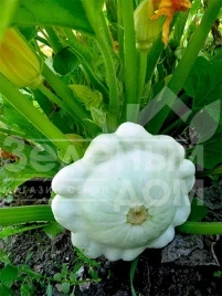 Семена патиссона Сноудиск F1 / Snowdisc F1,40-45 дней купить оптом и в розницу в Украине по выгодной цене