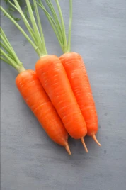 Морковь Амурина F1 (TCH - 787) / Amourina F1 купить оптом и в розницу в Украине по выгодной цене