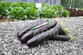 Насіння баклажанів Естелле F1 / Estelle F1,70-75 днів купити оптом і в роздріб в Україні за вигідною ціною