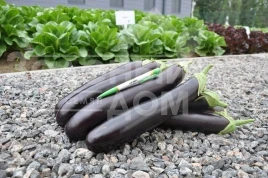 Насіння баклажану Естелле F1 / Estelle F1,70-75 днів купити оптом і в роздріб в Україні за вигідною ціною