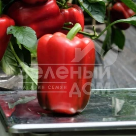 Семена сладкого перца Ангус F1 / Angus F1,60-65 дней купить оптом и в розницу в Украине по выгодной цене