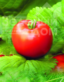 Насіння томатів Загадка / Zagadka купити оптом і в роздріб в Україні за вигідною ціною