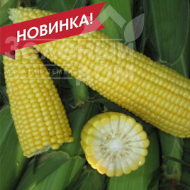 Насіння кукурудзи СВ 1514 F1 / SV 1514 F1, 80-82 дні купити оптом і в роздріб в Україні за вигідною ціною