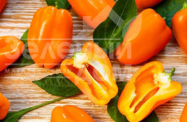 Насіння солодкого перцю Гамік / Hamik,80-90 днів купити оптом і в роздріб в Україні за вигідною ціною