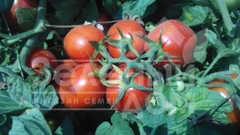 Семена томатов Инкриз F1 / Inkriz F1,110-115 дней купить оптом и в розницу в Украине по выгодной цене