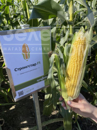 Насіння кукурудзи Стронгстар F1 / Strongstar F1 купити оптом і в роздріб в Україні за вигідною ціною