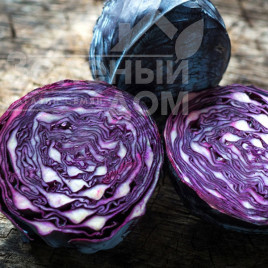 Насіння капусти червоноголової Розера F1 / Rozera F1,120-125 днів купити оптом і в роздріб в Україні за вигідною ціною