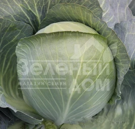 Семена капусты белокочанной Аскания F1 / Askaniia F1,120-125 дней купить оптом и в розницу в Украине по выгодной цене