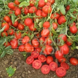 Семена томатов Уно Россо F1 / Uno Rosso F1,97-100 дней купить оптом и в розницу в Украине по выгодной цене