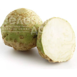 Насіння селери Маркіз F1 / Markiz F1 купити оптом і в роздріб в Україні за вигідною ціною