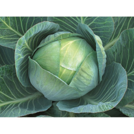 Насіння капусти білокачанної Аррівіст F1 / Arrivist F1,110-115 днів купити оптом і в роздріб в Україні за вигідною ціною