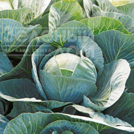 Насіння капусти білокачанної Лексікон F1 / Leksikon F1,120 - 125 днів купити оптом і в роздріб в Україні за вигідною ціною