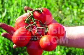 Семена томатов Эдимар F1 / Edimar F1,75-80 дней купить оптом и в розницу в Украине по выгодной цене