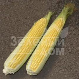 Семена кукурузы Мессенджер F1 / Messenger F1 купить оптом и в розницу в Украине по выгодной цене