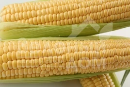 Семена кукурузы Сентинель F1 / Sentynel F1,73-75 дней купить оптом и в розницу в Украине по выгодной цене