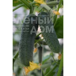 Огурец Баритон F1 / Barytone F1 купить оптом и в розницу в Украине по выгодной цене