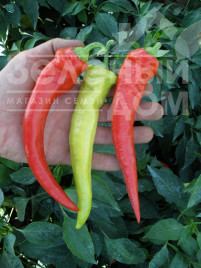 Насіння гіркого перцю Огнівец / Ohnivec,70-75 днів купити оптом і в роздріб в Україні за вигідною ціною