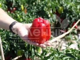 Семена сладкого перца Гранова / Granova,55-60 дней купить оптом и в розницу в Украине по выгодной цене