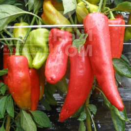 Насіння солодкого перцю Радміла F1 / Radmila F1,60-70 днів купити оптом і в роздріб в Україні за вигідною ціною