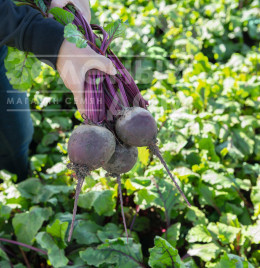 Насіння буряка Бохан F1 / Bohan F1,117 днів купити оптом і в роздріб в Україні за вигідною ціною