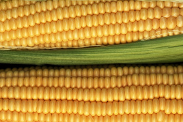 Насіння кукурудзи Акцент F1 / Accent F1,81 день купити оптом і в роздріб в Україні за вигідною ціною