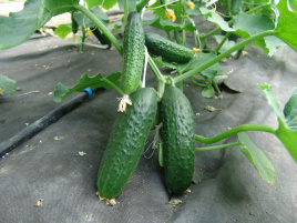 Насіння огірків Толстой F1 / Tolstoj F1 купити оптом і в роздріб в Україні за вигідною ціною