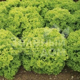 Семена салата Криска / Kriska купить оптом и в розницу в Украине по выгодной цене